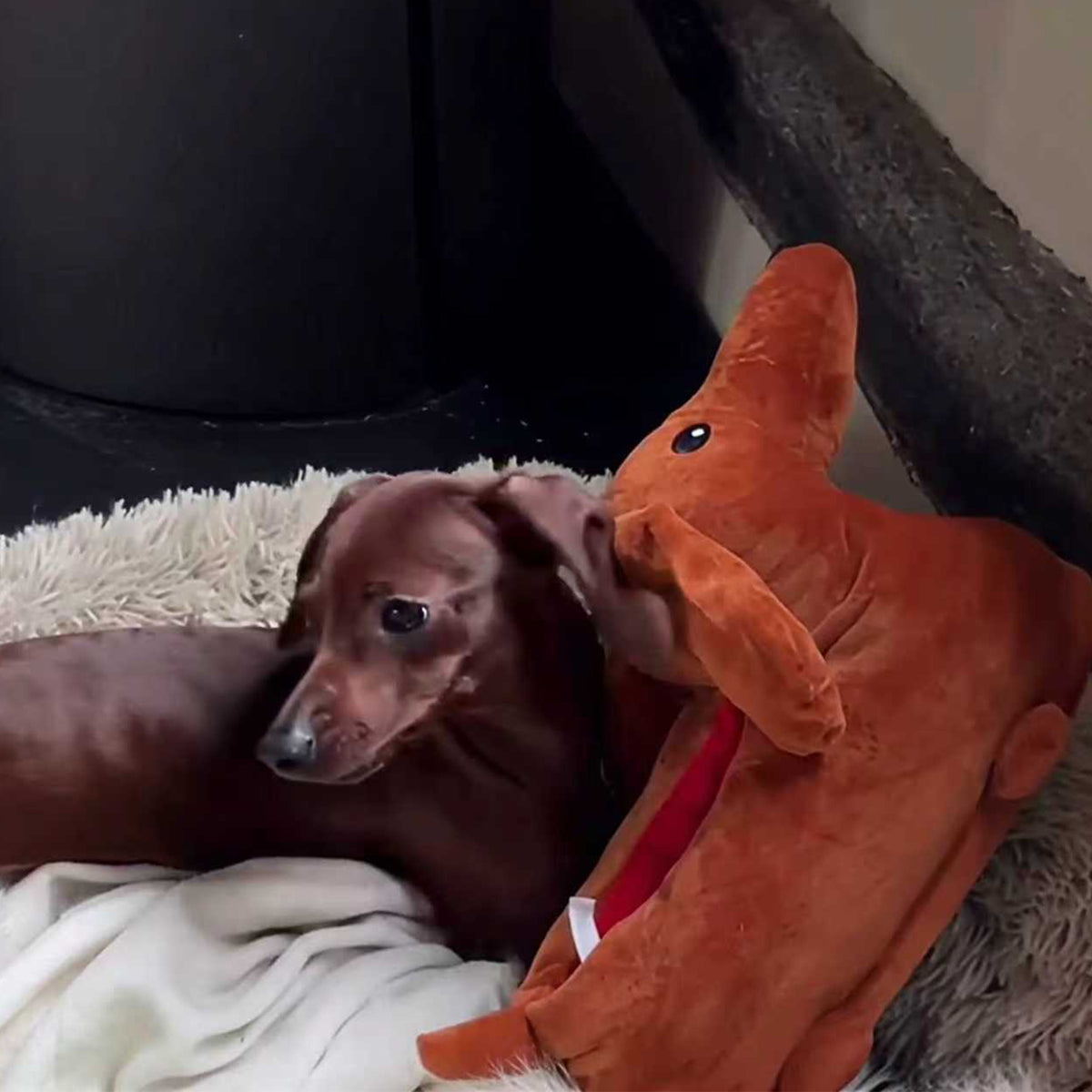 Dachshund dog beside matching brown dachshund slippers