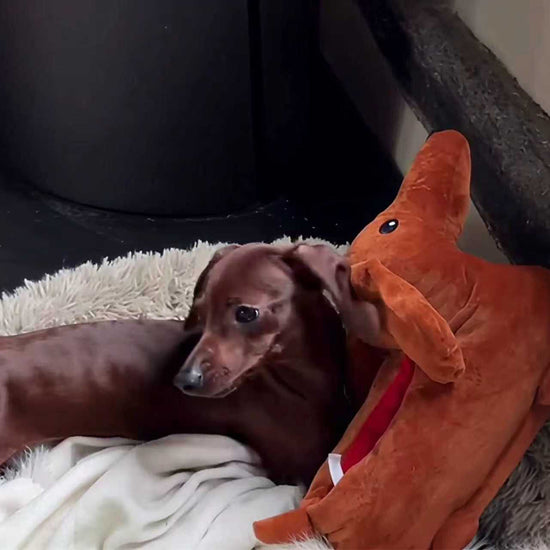 Dachshund slippers product video by Unimaglif