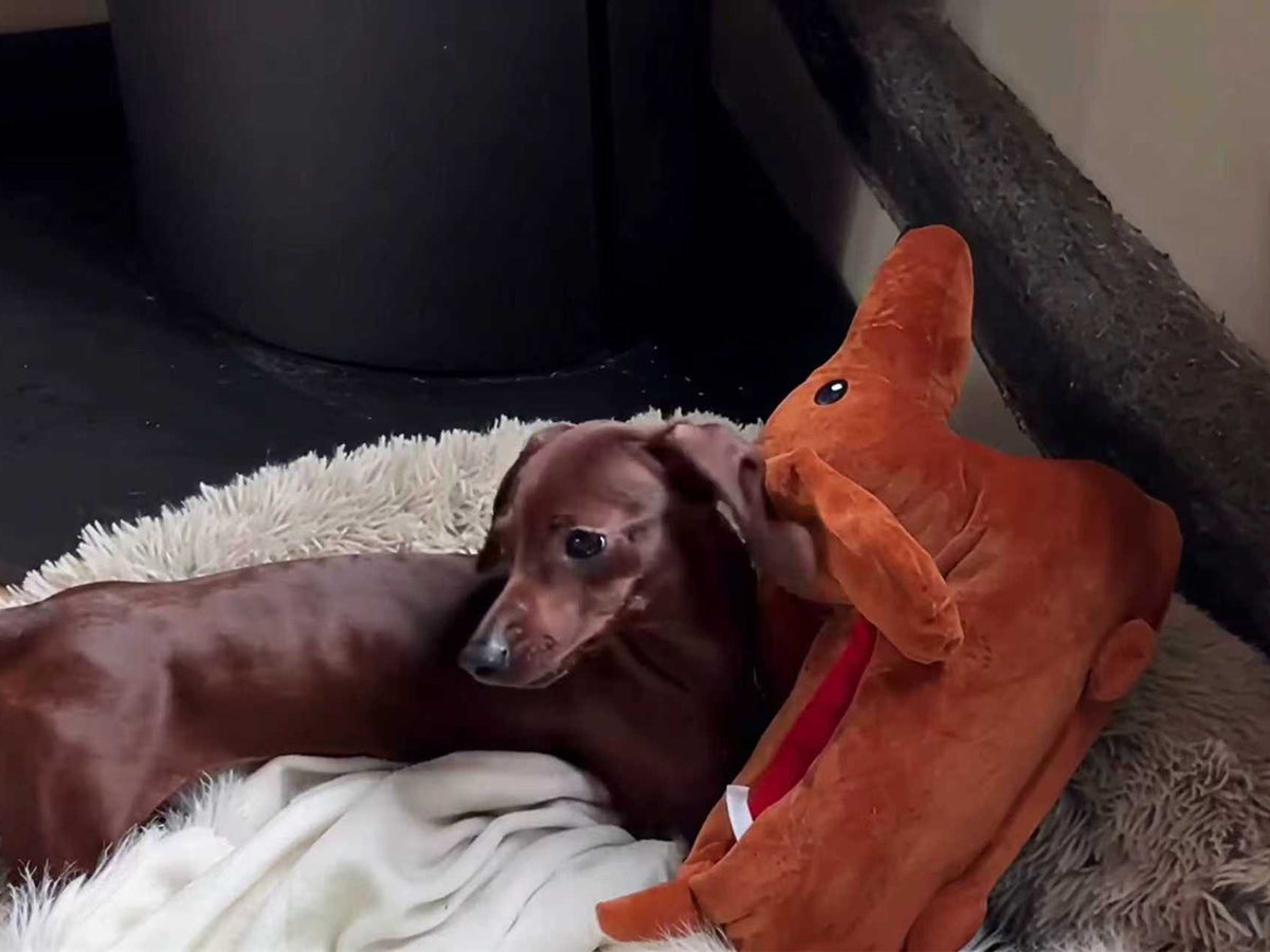 Dachshund slippers product video by Unimaglif